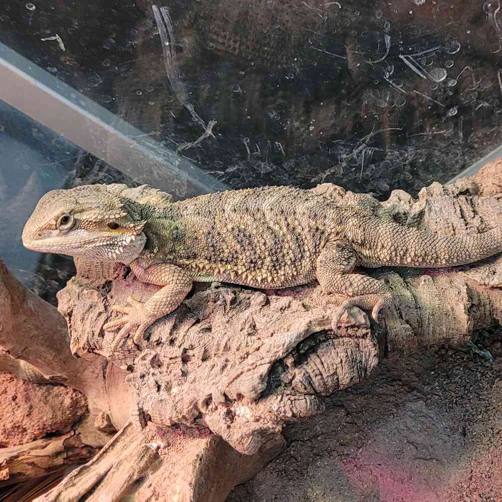 Bearded Dragon