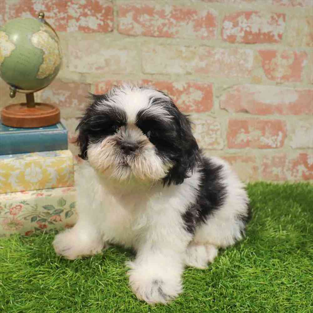 pet-img