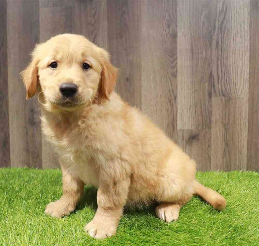 pet breed image