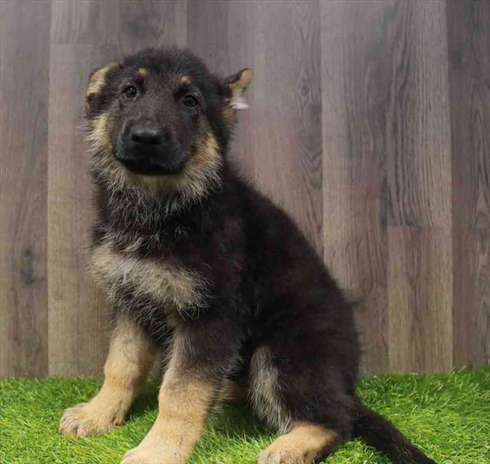 pet breed image