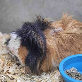 Guinea Pig