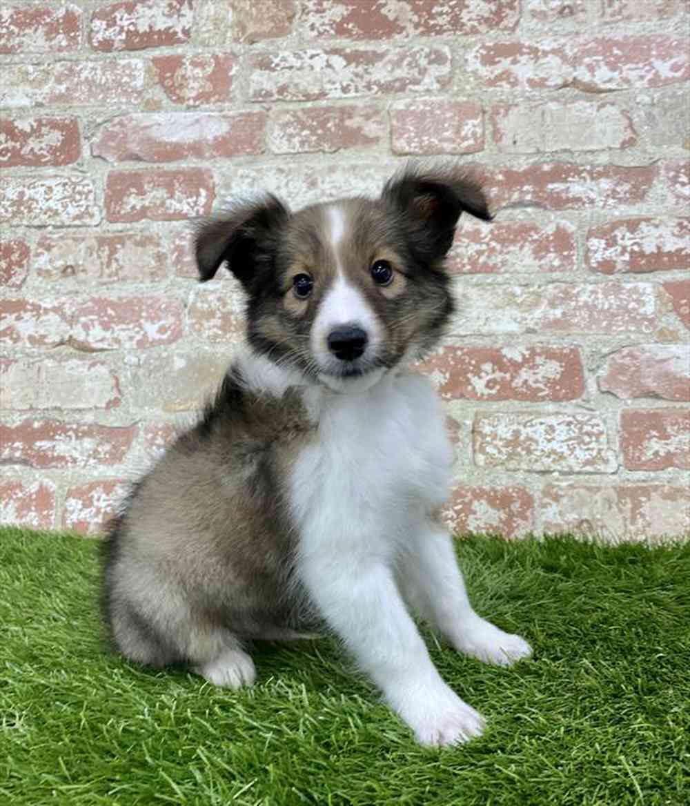Male, Sheltie, PV Pets