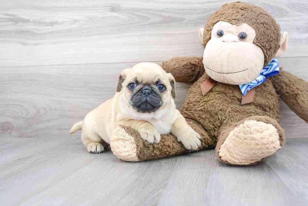 Female, Pug, PV Pets