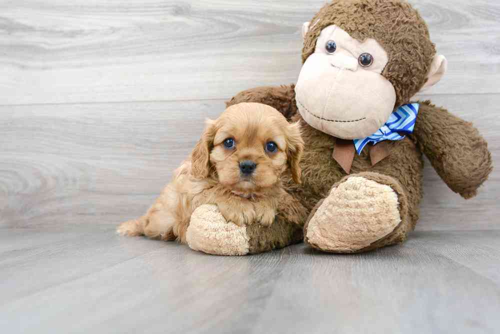 Male, Cavalier King Charles Spaniel, PV Pets