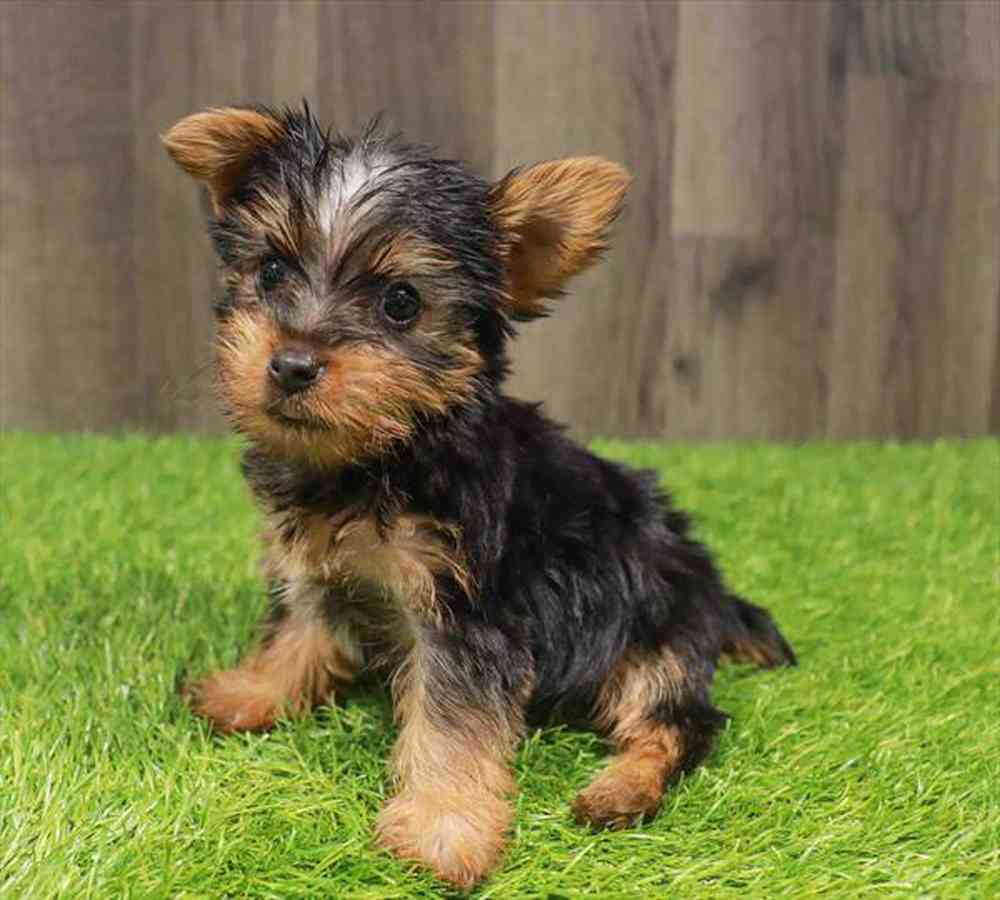 pet breed image