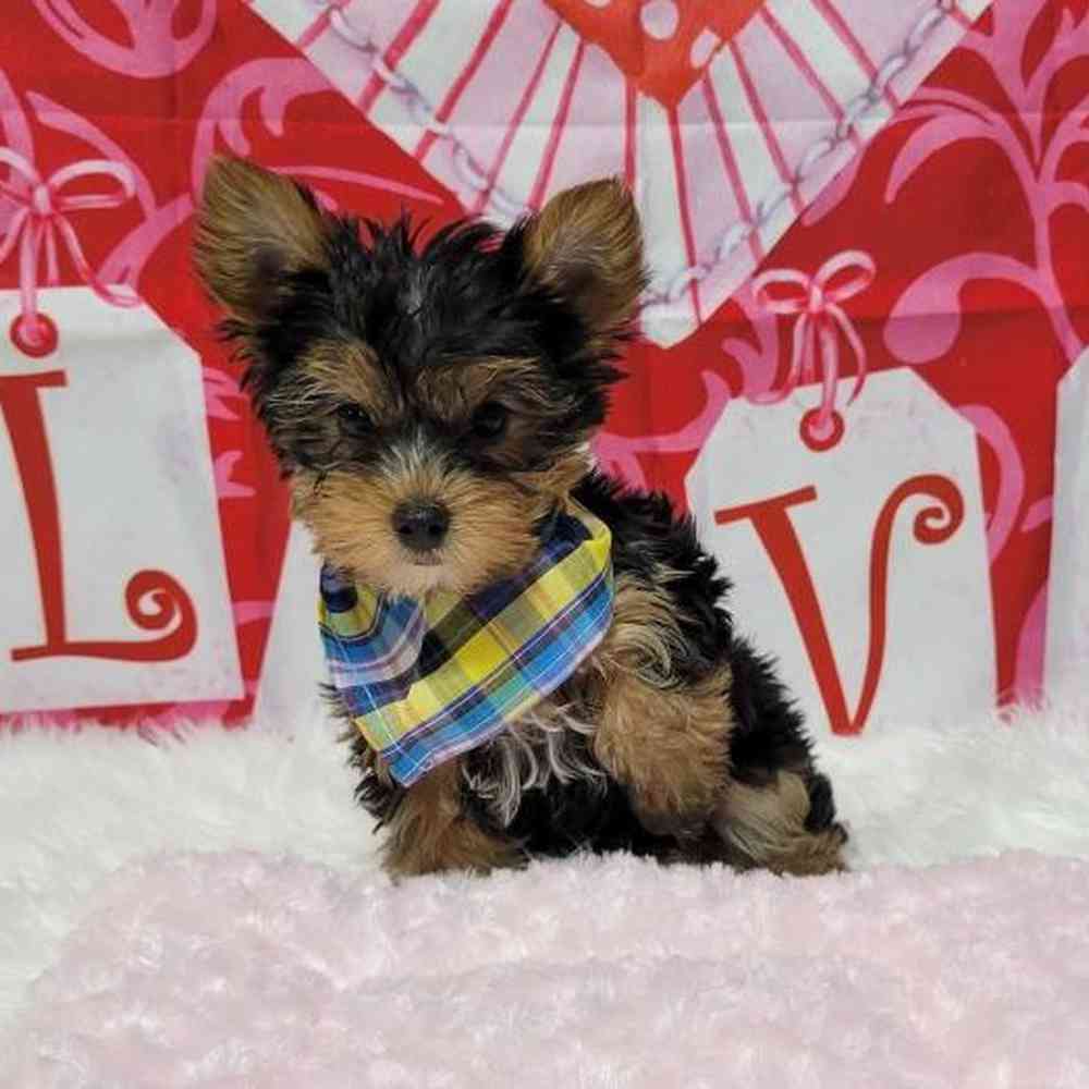 Male, Yorkie, PV Pets