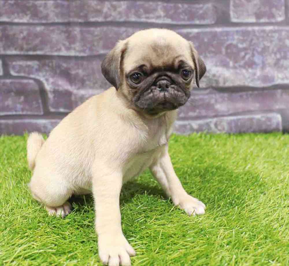 pet-img