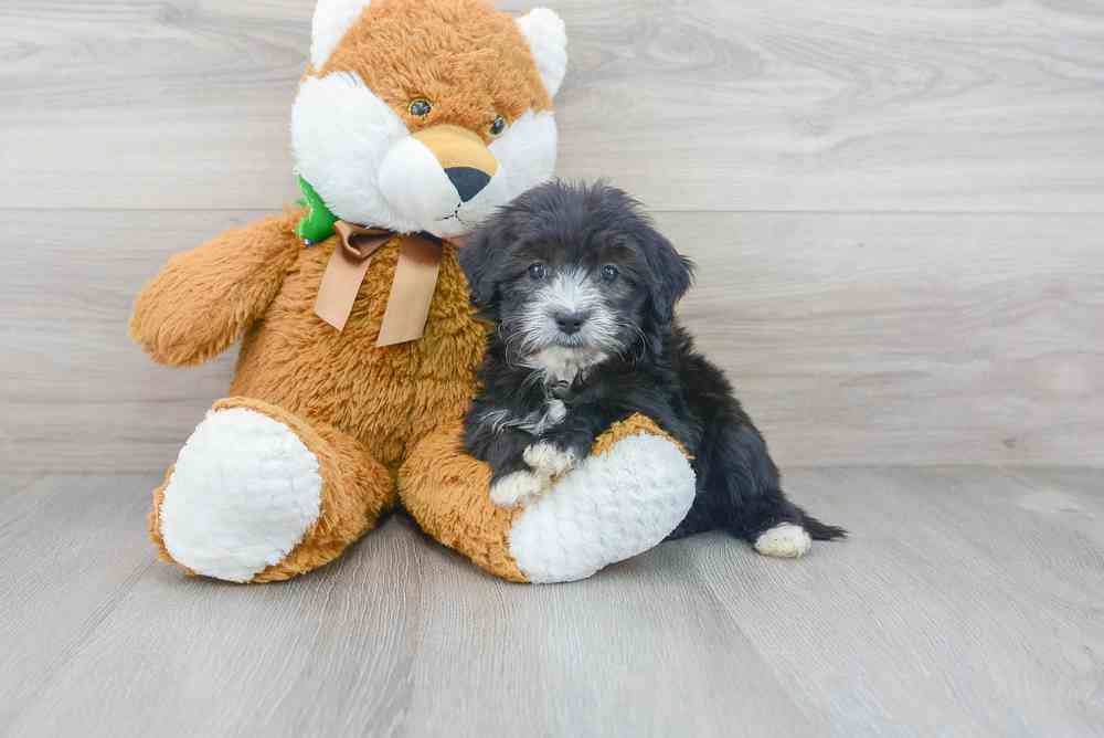 Female, Mini Sheepadoodle, PV Pets