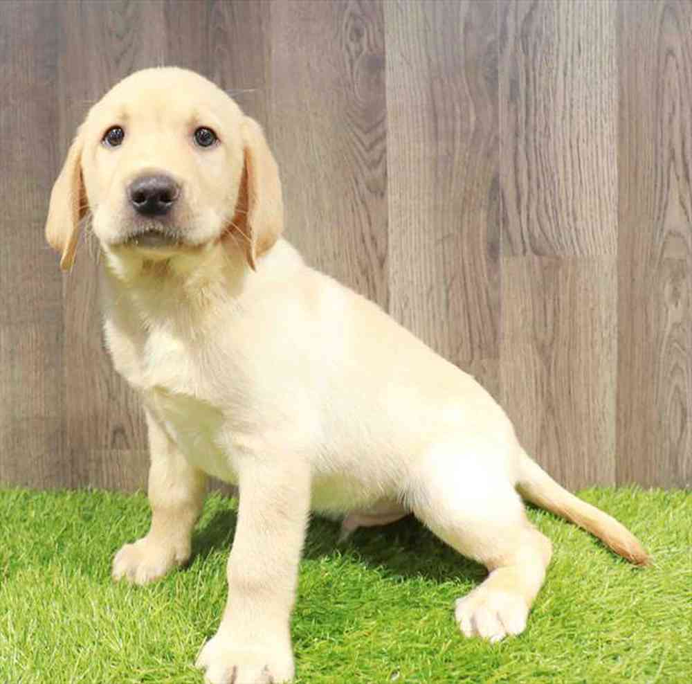 pet-img
