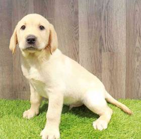 Labrador Retriever