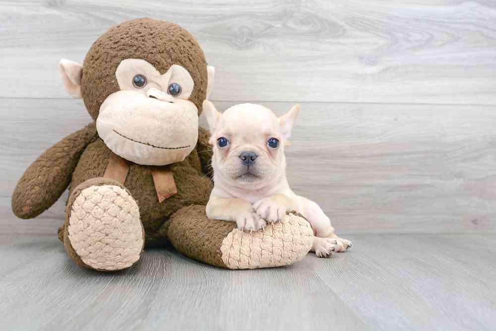 Male, French Bulldog, PV Pets