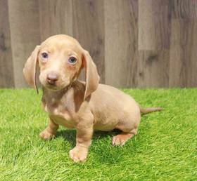 Dachshund
