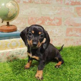 Dachshund