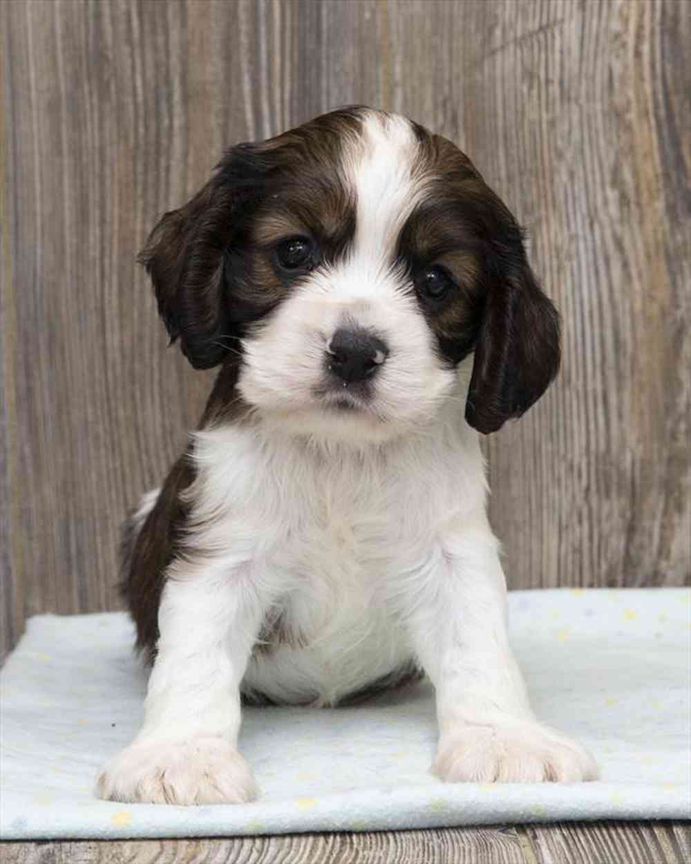 Male, Cocker Spaniel, PV Pets