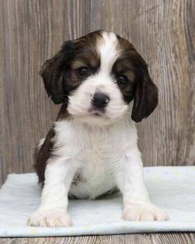 Cocker Spaniel