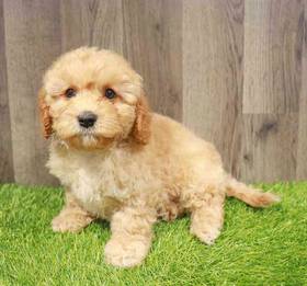 Cavapoo