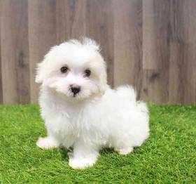 Maltese