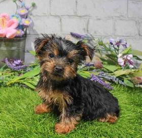 Yorkie
