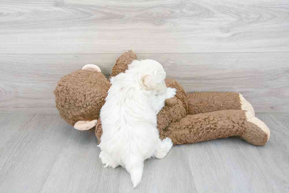 Male, Maltipoo, PV Pets