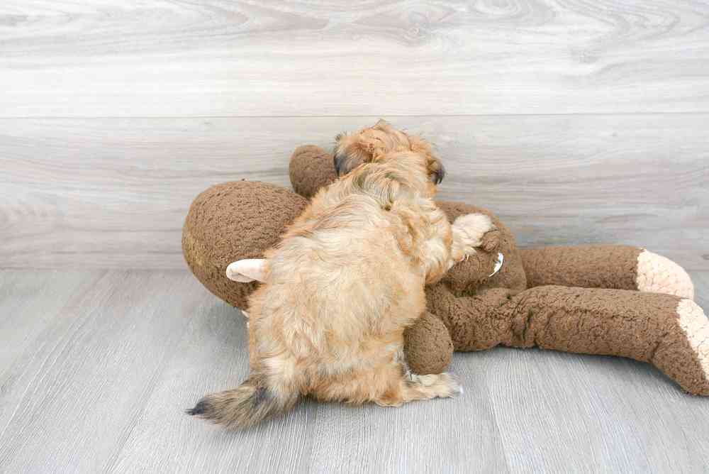 Female, Teddy Bear, PV Pets