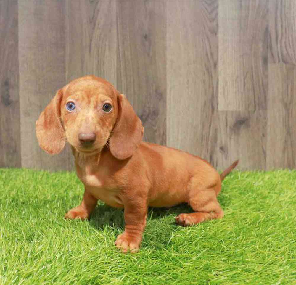 pet-img