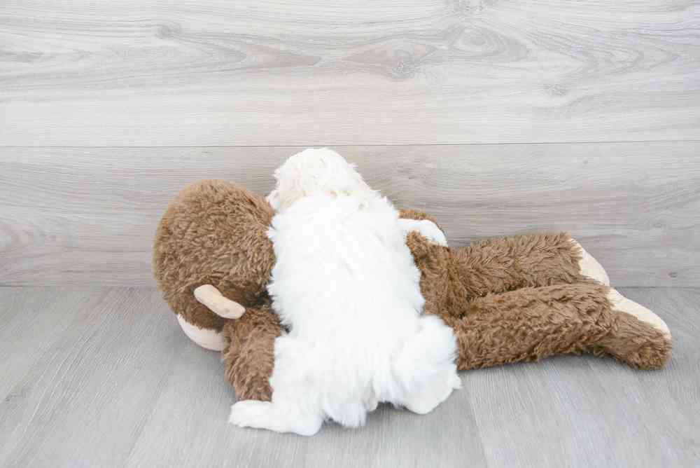 Male, Maltipoo, PV Pets