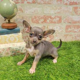 Chihuahua