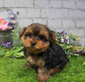 Yorkie