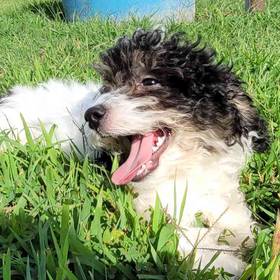 Bichon-Poodle