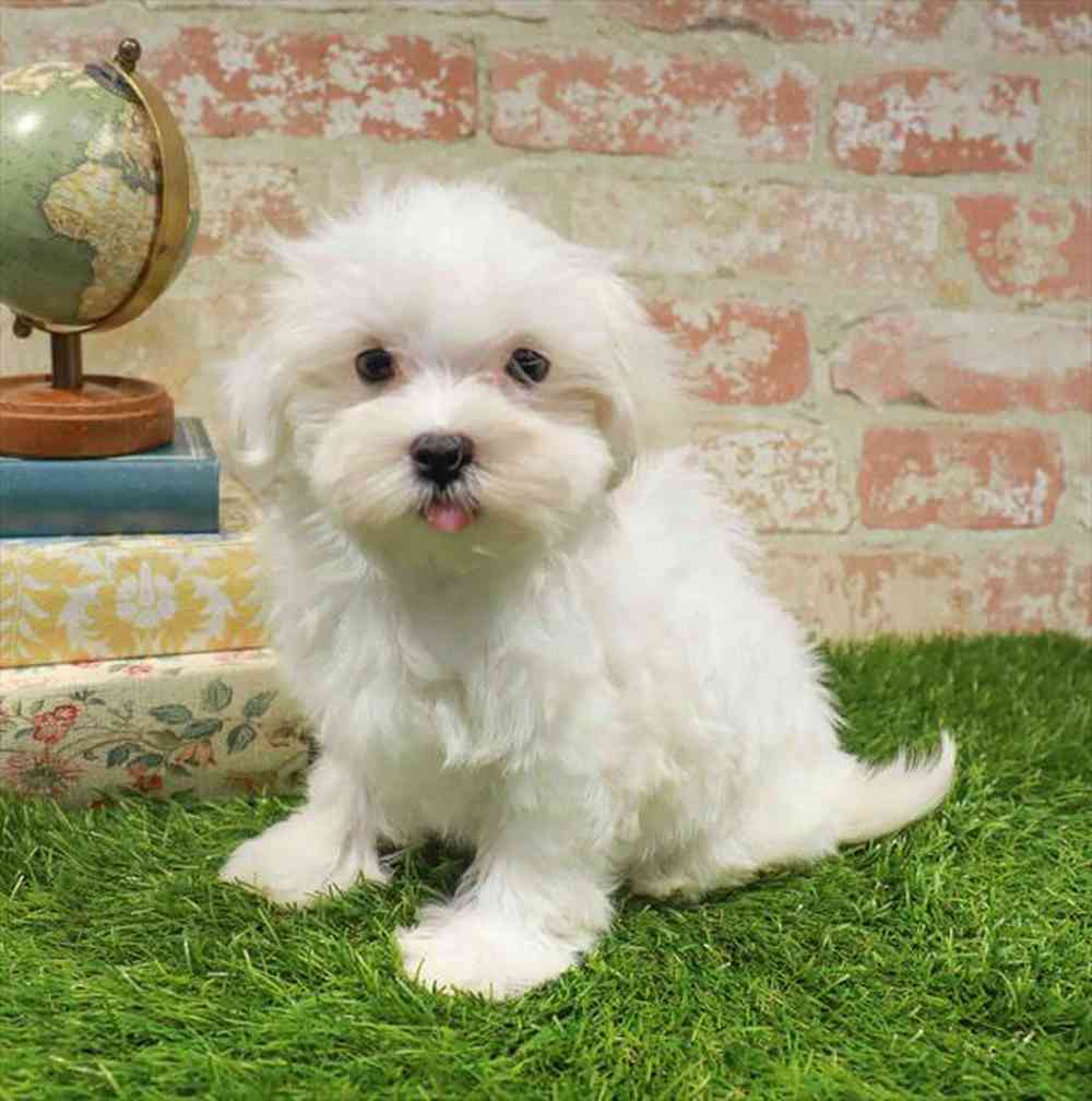 pet-img