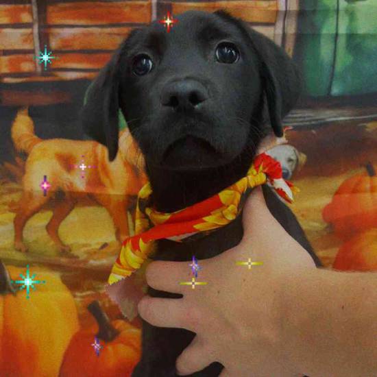 Pepper