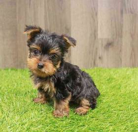 Yorkie