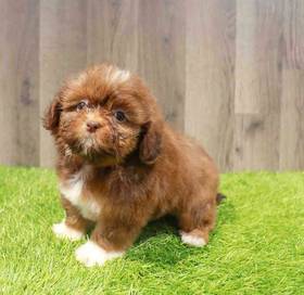 Shih Tzu
