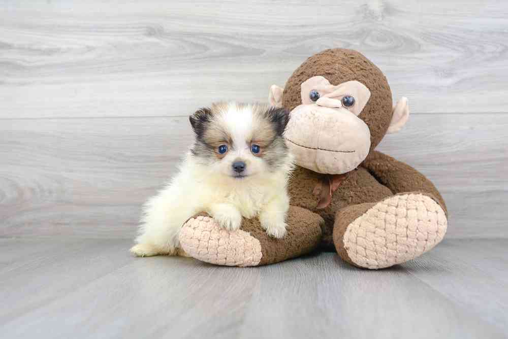 Male, Pomeranian, PV Pets