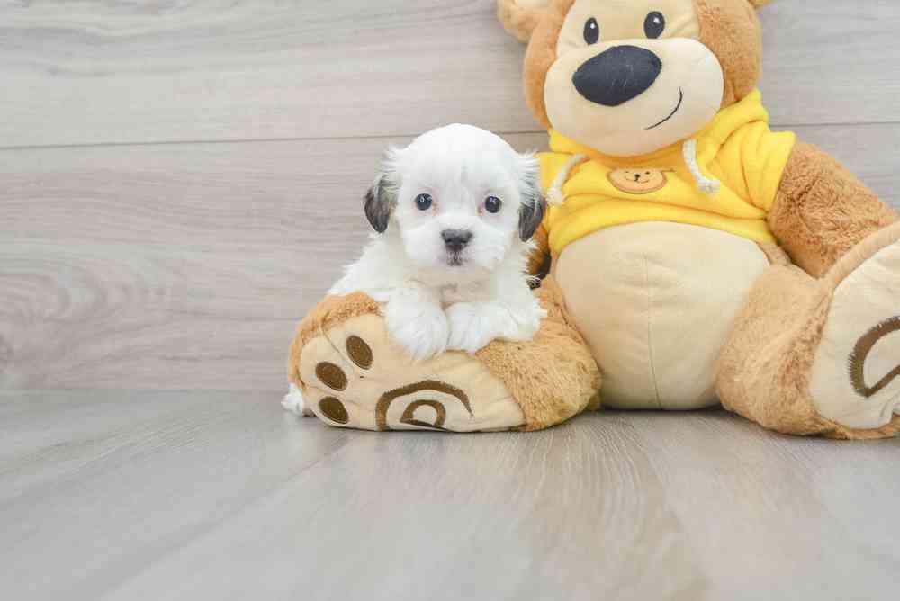teddy-bear-jamie-12451007577441241.jpg