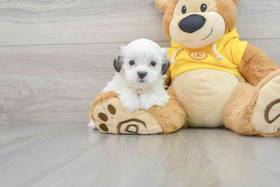 Teddy Bear