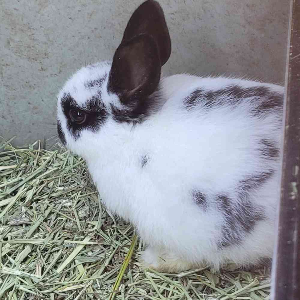 Small Animal