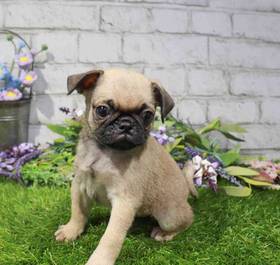 Pug