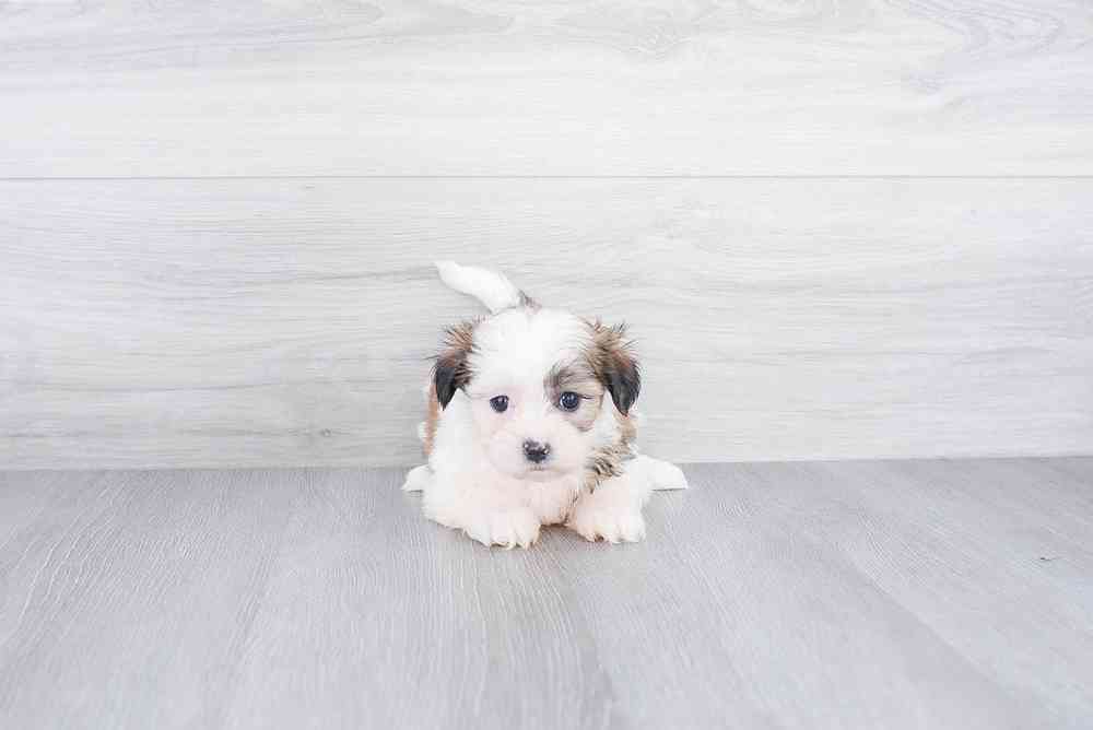 Female, Teddy Bear, PV Pets