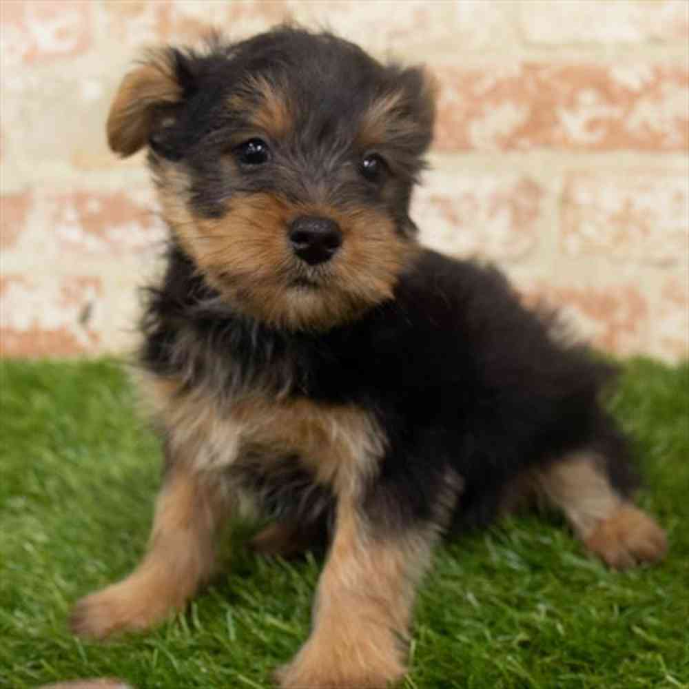 Male, Silky Terrier, PV Pets