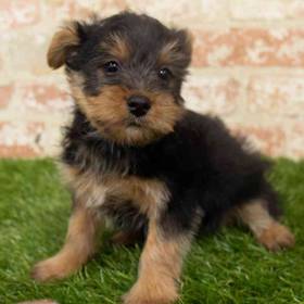 Silky Terrier
