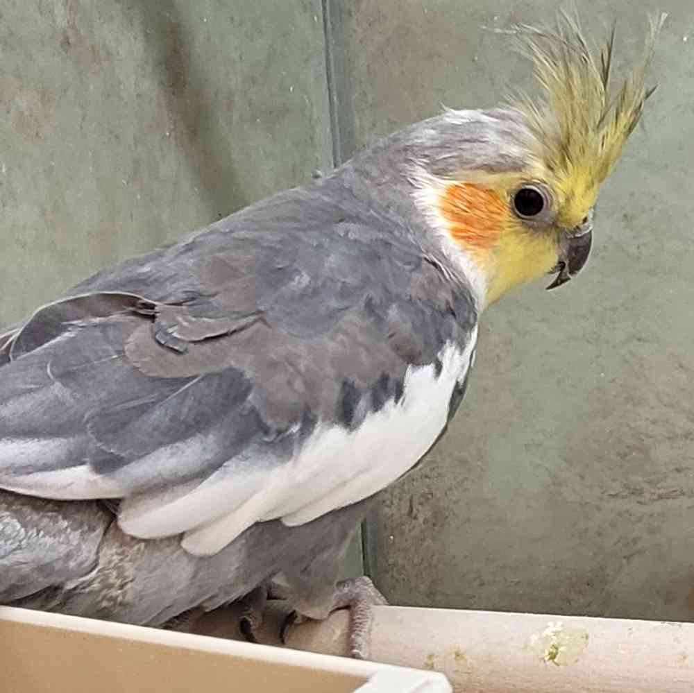 Cockatiel