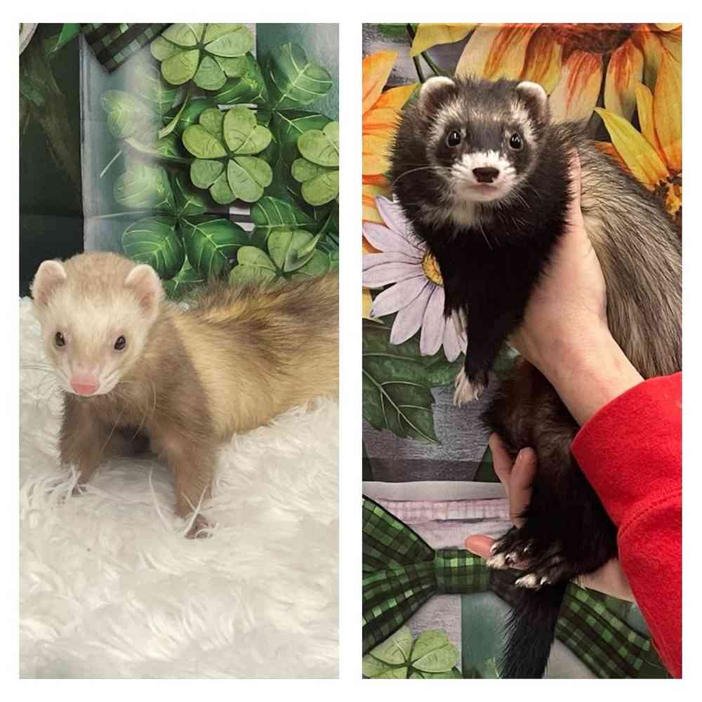 Marshall Ferret
