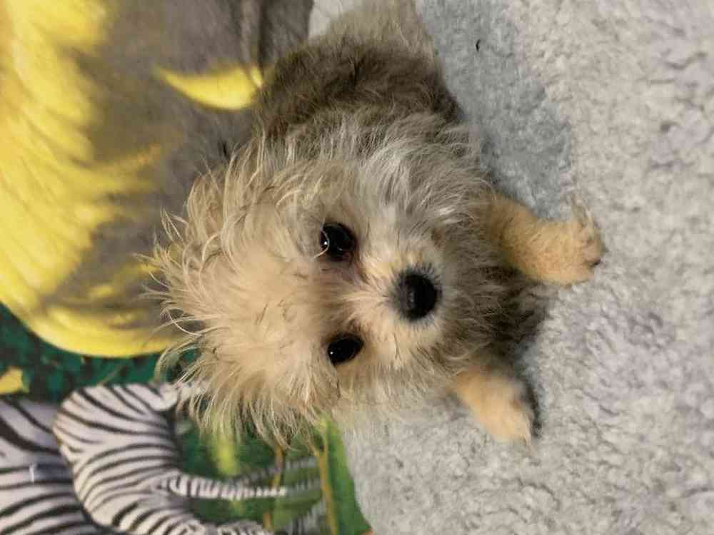 Male, Pomanese, PV Pets