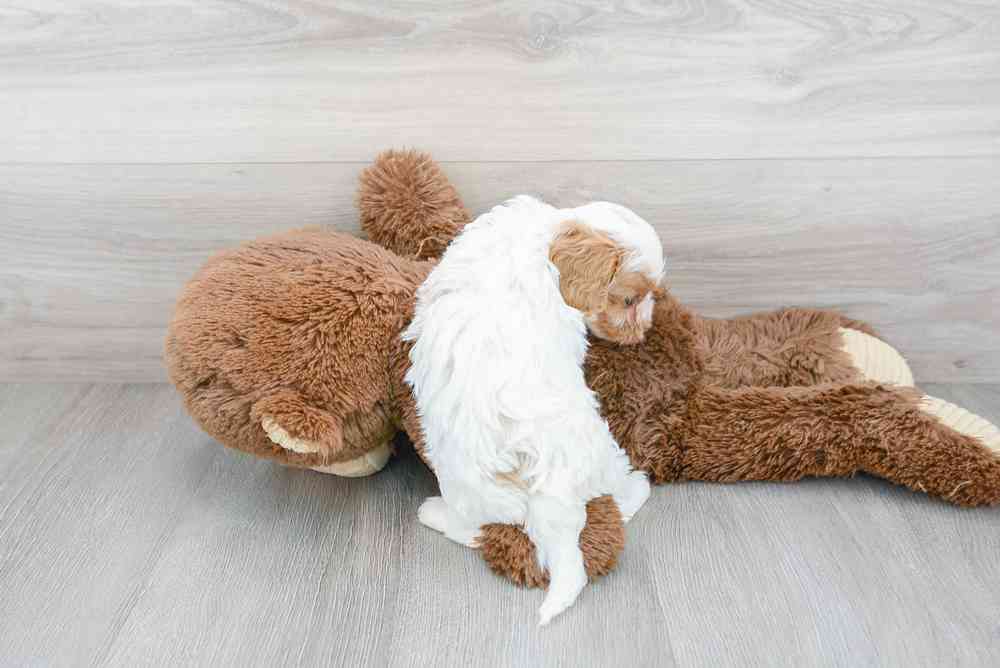 Female, Cavapoo, PV Pets