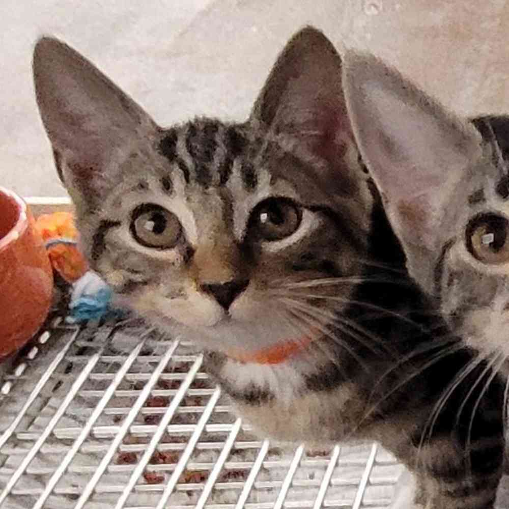 Domestic Short Hair
