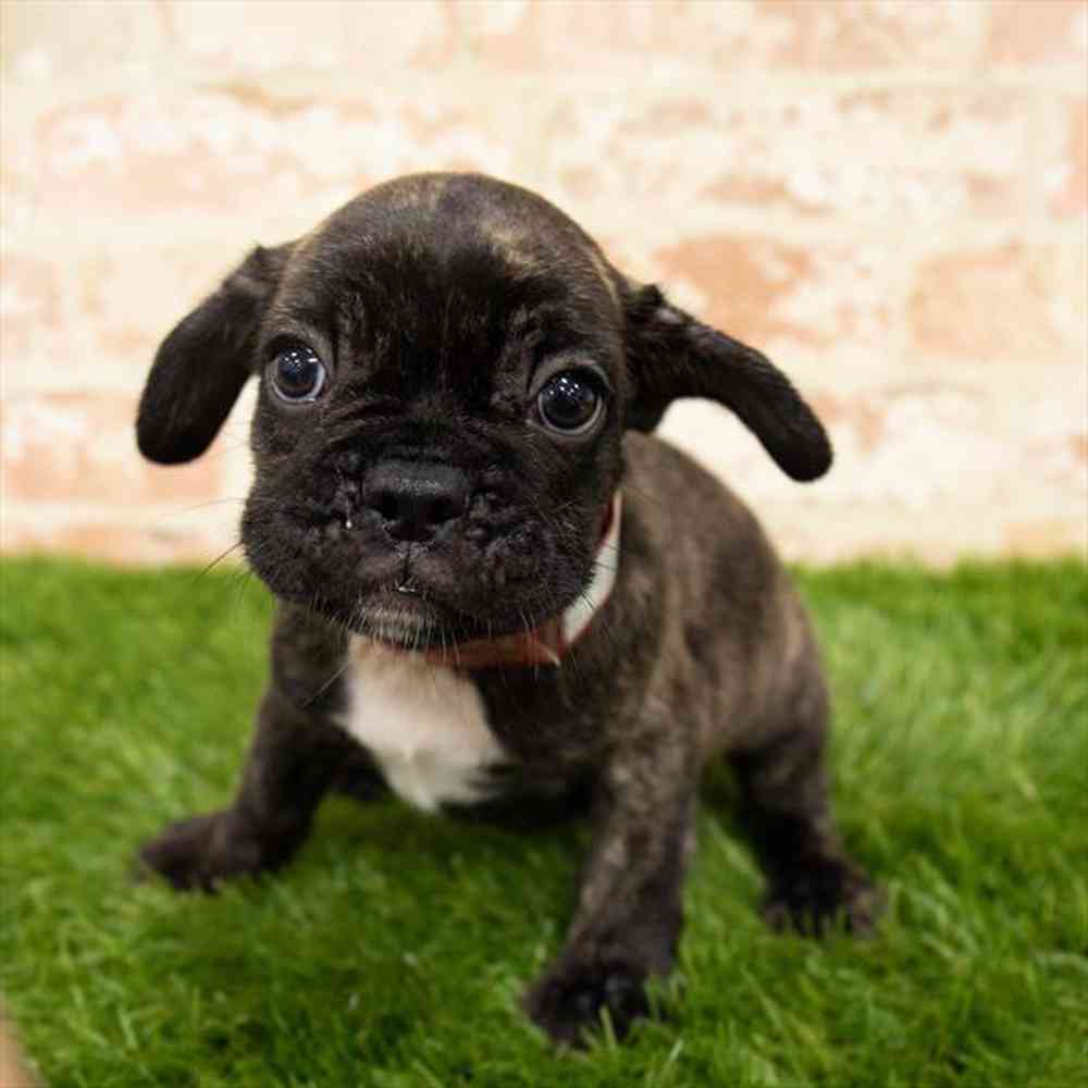 Male, French Bulldog, PV Pets