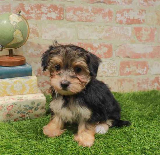 Morkie