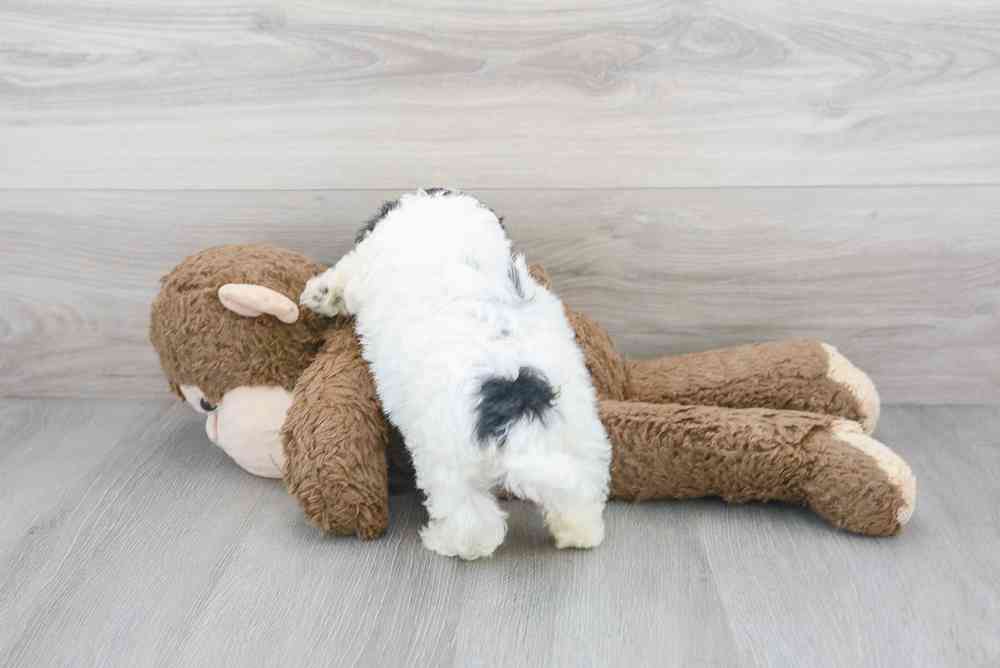 Male, Bichon-Poodle, PV Pets