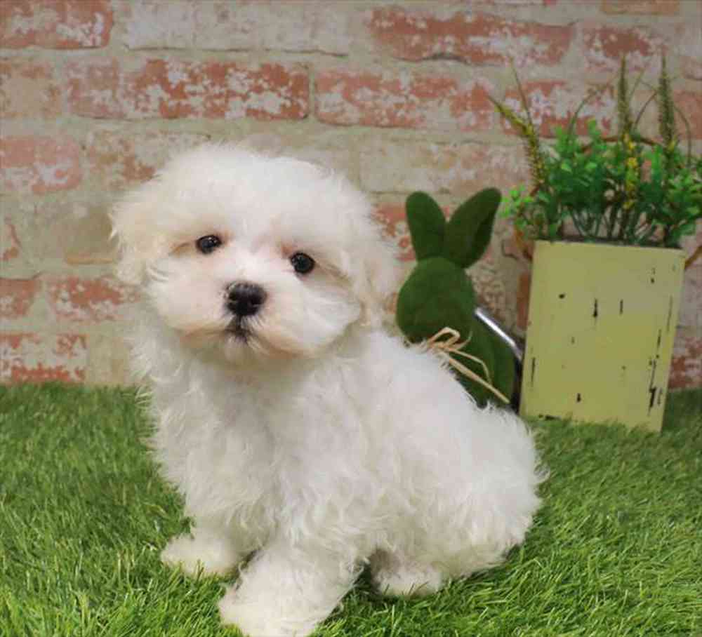 pet-img
